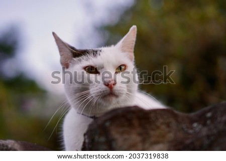 Close-up photo of a white cat looking down