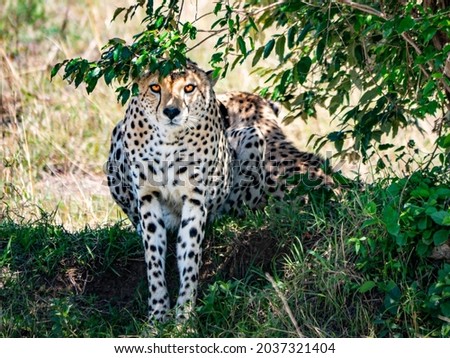 Wild Cheetah Maasai Mara Reserve Kenya, Staring at Camera, African Wildlife East Africa, Safari Animals