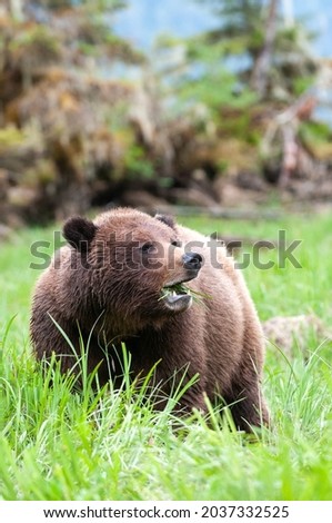 The Brutus at the Khutzeymateen Grizzly Bear Sanctuary, Northern British Columbia, BC Canada