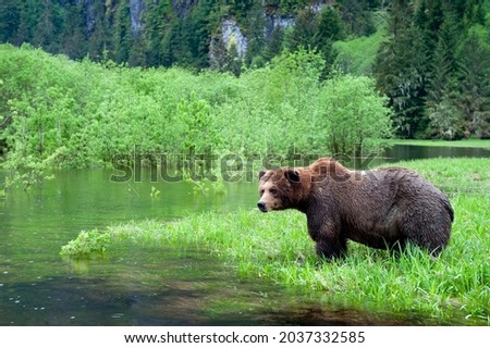 The Brutus at the Khutzeymateen Grizzly Bear Sanctuary, Northern British Columbia, BC Canada