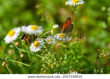 A macro shot of a small heath butterfly on a white flower outdoors