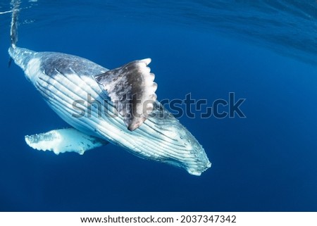 Baby Humpback Whale Waving Fin In Blue Water Royalty-Free Stock Photo #2037347342