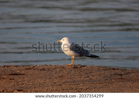 Seagull sits on the shore in the morning