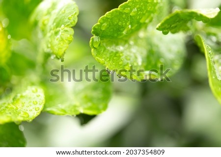 Water drop on lime leaves in garden and blurred background. Soft picture