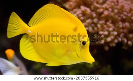 yellow fish Amazing HD Picture