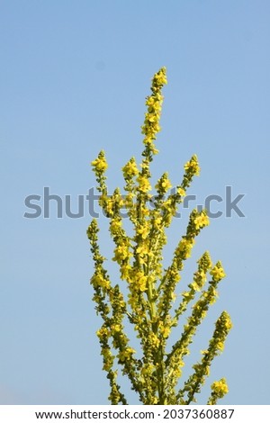 White mullein inflorescence close-up view with blue sky on background