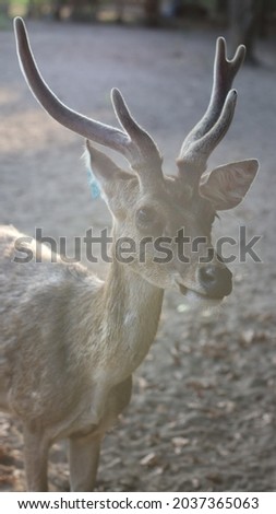 a picture of deer at Maliran trees park
