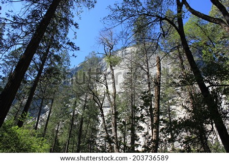 View from under the trees to the sky. Yosemite National Park, USA