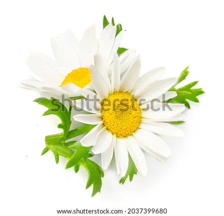 Chamomile or camomile flowers isolated on white background. Daisy macro. Herbal tea concept Royalty-Free Stock Photo #2037399680