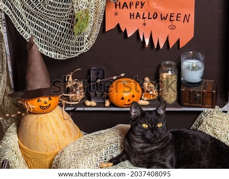 Two pumpkins and a black cat in a brown chest against the background of bottles with a potion	