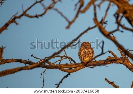 photo of a pearl spotted owlet 