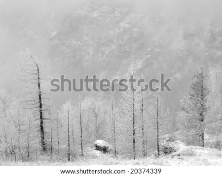 Monochrome winter landscape