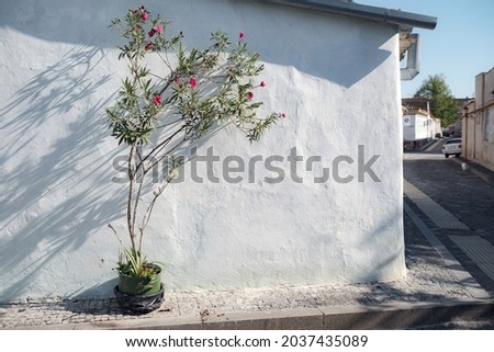 Shadows from the trees falling on the fence, nature background. flowerpot containing flower plant hanging on wall casting long shadows on a bright day. old town Evpatoria