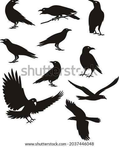 Crow silhouette black color illustration