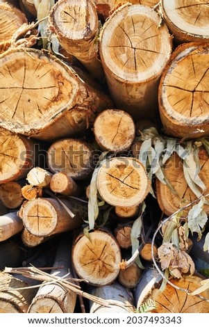 A vertical top view shot of chopped trees on a sunny day