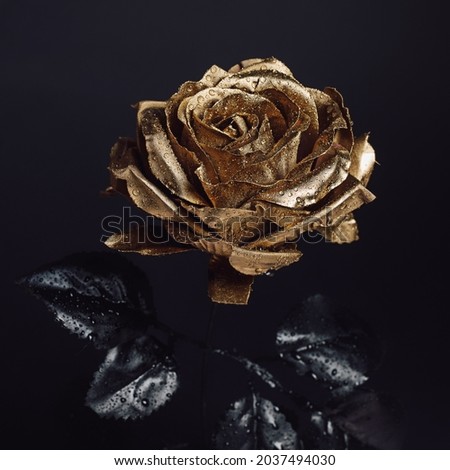 Close-up of golden rose with black leaves and water drops isolated on dark black background. Creative floral concept. Minimal elegant bloom wallpaper. Royalty-Free Stock Photo #2037494030