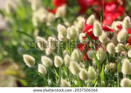 Hare’s tail grass ; Bunnytail grass (Lagurus ovatus) the ornamental grass in warm day Royalty-Free Stock Photo #2037506366