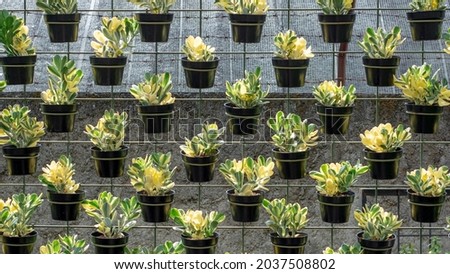 fence with decorative succulent plants in pots for home and garden decoration