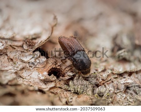 Detailed close-up of a single bark beetle on the bark of a spruce tree. Royalty-Free Stock Photo #2037509063