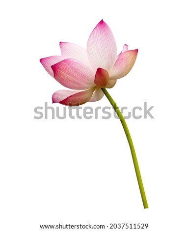 Lotus flower isolated on white background. Nature concept For advertising design and assembly. File contains with clipping path so easy to work.