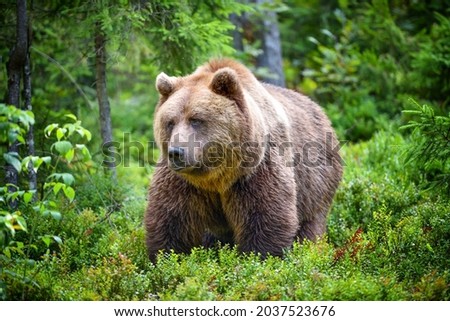 European brown bear (Ursus arctos). Big brown bear in forest.