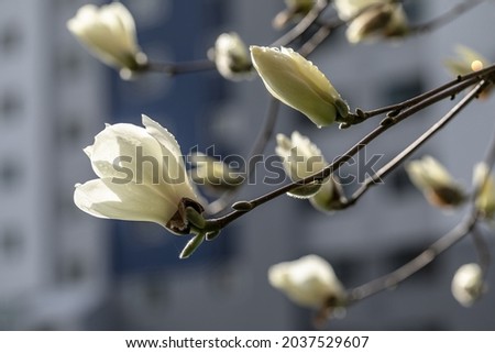 Spring and close-up view of water drop on white petal of magnolia flowers with the background of high-rise apartments at Changwon-si, South Korea 
