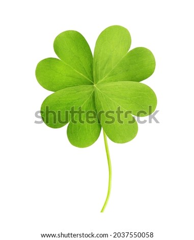 Fresh green four-leaf clover on white background