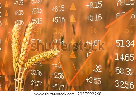 Diagram of rising food prices. Increase in the price of wheat seedson. Exchange quotes Royalty-Free Stock Photo #2037592268