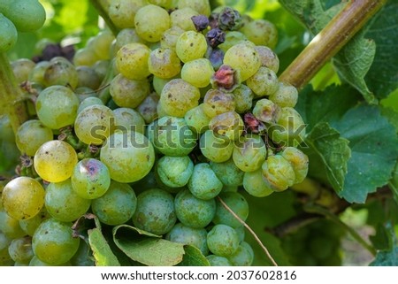 Fresh and shrivelled grapes on a vine plant Royalty-Free Stock Photo #2037602816