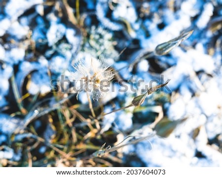 The beautiful closeup of the snowy blowball in the sun. The picturesque winter background. Selective focus.