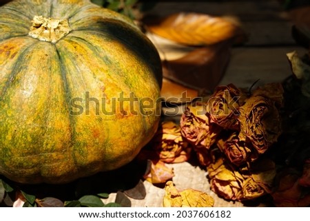 detail of pumpkin on the wooden table at sunny day,still life photography
