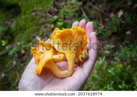 Female hand holding Chanterelle mushrooms on a background of forest greenery Royalty-Free Stock Photo #2037618974