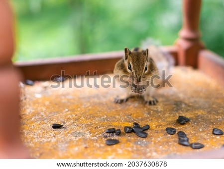 chipmunk eating sunflower seeds with blurry green background
