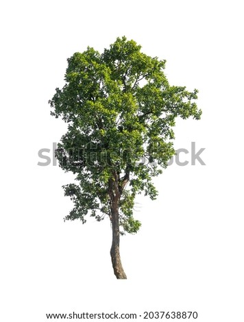 tree isolated on white background