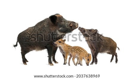 Family wild boar mother and baby, standing in front, isolated on white Royalty-Free Stock Photo #2037638969