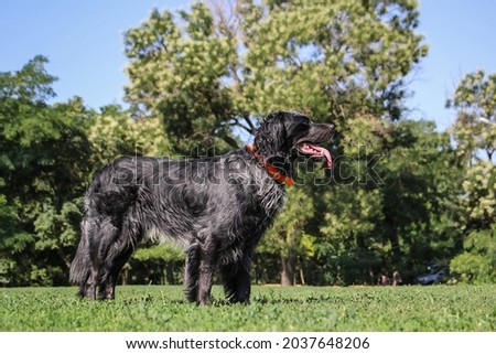 beautiful purebred blue picardian spaniel. Close up Royalty-Free Stock Photo #2037648206
