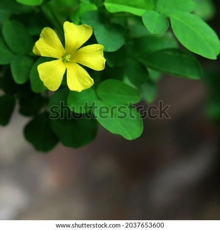 Yellow flower with smooth background 
