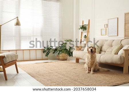 Adorable Golden Retriever dog in living room Royalty-Free Stock Photo #2037658034