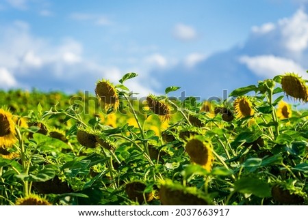 A closeup shot of beautiful sunflowers (Helianthus annuus) in the field under the blue sky