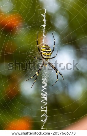 Argiope bruennichi. The predatory wasp spider entangles its prey in a web.