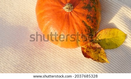 Top view pumpkin with yellow leaves on knitting background. Autumn season wallpaper. Thanksgiving celebration 