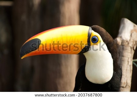 A shallow depth of fields of a blue Eyes Toucans taken out in the field 