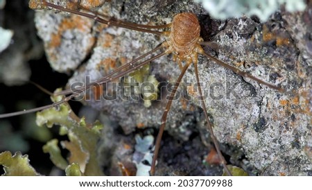 A species of arachnids from the family Phalangodidae of the order haymakers. It is found in Europe and North America.