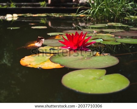 A closeup of a delicate pink water lily flowers surrounded by lush leaves in a small pond