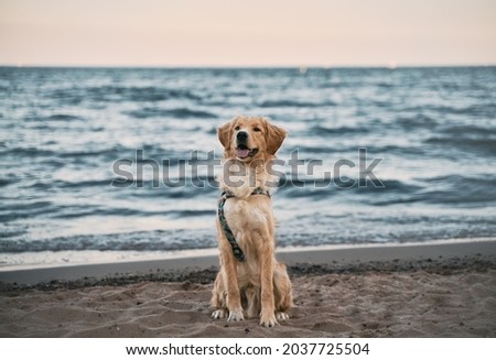 golden retriever on the beach. picture with copy space for text design