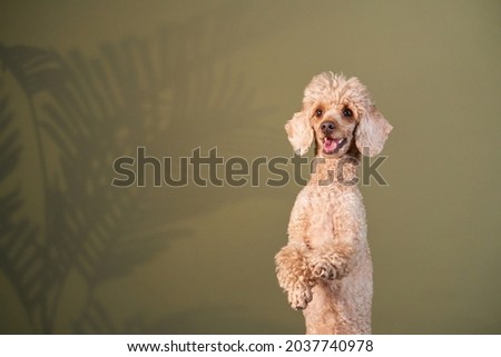 the poodle is waving its paw. dog indoors. happy pet against the background of a green wall 