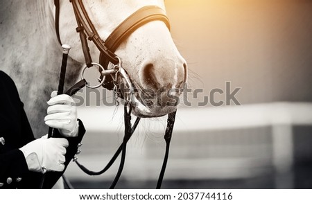 Nose of a sports horse in the bridle. Horse muzzle close up. Portrait stallion in the bridle. Dressage of horses. Equestrian sport. Horseback riding. Royalty-Free Stock Photo #2037744116