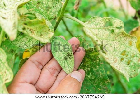 Eggs of insects that are harmful to weeds, Farmer's hands inspecting insect-treated leaves of an eggplant, was bitten by the aphids until it was severely damaged.