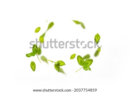 Random flying beautiful green clover leaves frame isolated on white background. Horizontal panorama banner with copy space