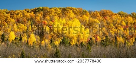 Gorgeous panoramic landscape of trees with fall color.  Yellow clump of birch trees and row of evergreen trees beneath a blue sky.  Concepts of autumn, colorful, seasons, forest, change